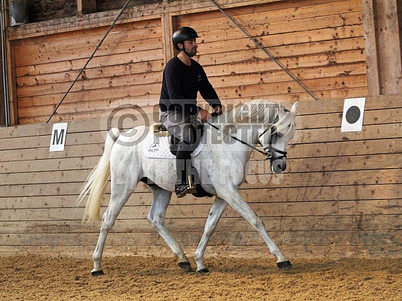 Moushah (Teymur B / Authentic Mouna) *2013