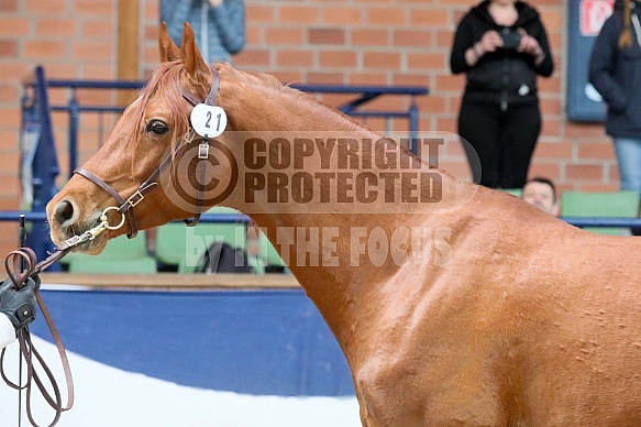 Bacardi (DE) (Zonyx ox / Belinda XV) 2018