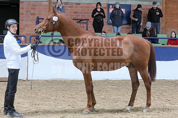 Bacardi (DE) (Zonyx ox / Belinda XV) 2018