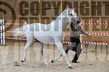 Al Milana (Al Milan / Marakovka) 2009